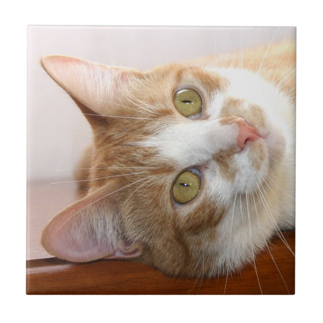 Teja de la cara del gato de Tabby (Frente)