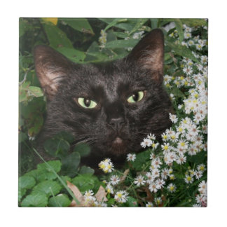 Teja de la cara del gato negro