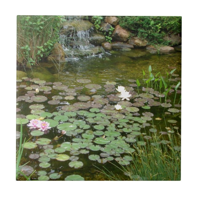 Teja de la charca de Koi (Frente)