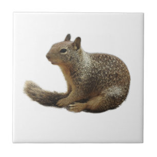 Teja de la fauna, animales de cerámica, salvajes,