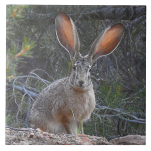 Teja de la fauna, de cerámica, conejos, jackrabbi