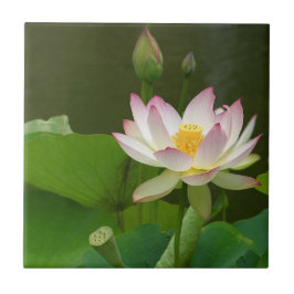 Teja de la flor de Lotus