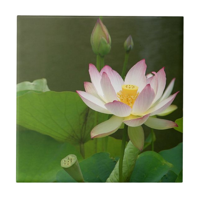 Teja de la flor de Lotus (Frente)