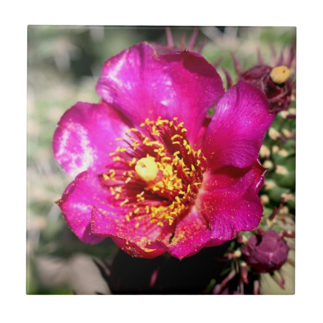 teja de la flor del cactus (Frente)