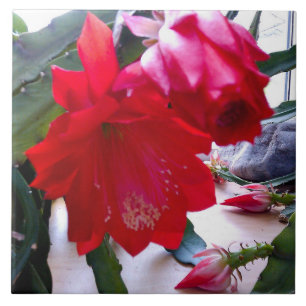 Teja de la FLORACIÓN del CACTUS del INVIERNO