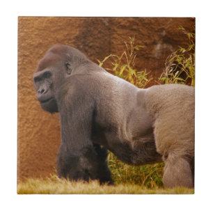 Teja de la foto del gorila del Silverback
