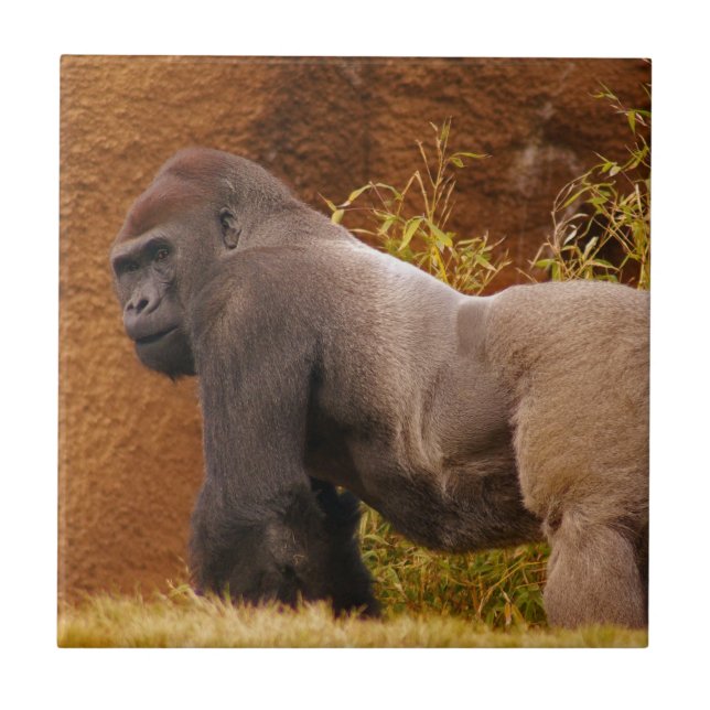 Teja de la foto del gorila del Silverback (Frente)