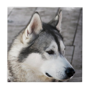 Teja de la foto del Malamute