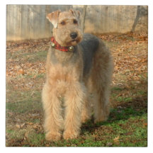 Teja de la foto del perro de Airedale Terrier
