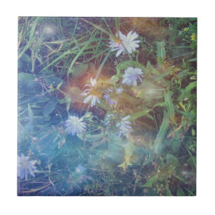 Teja de la hierba de la achicoria