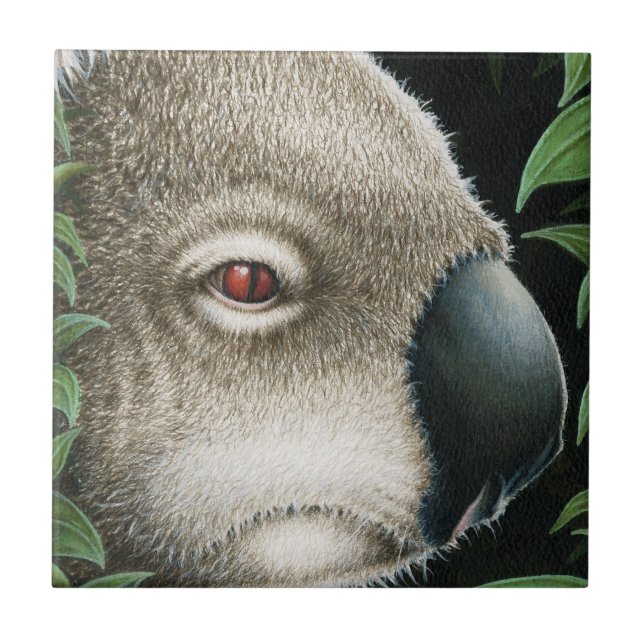 Teja de la koala (Frente)