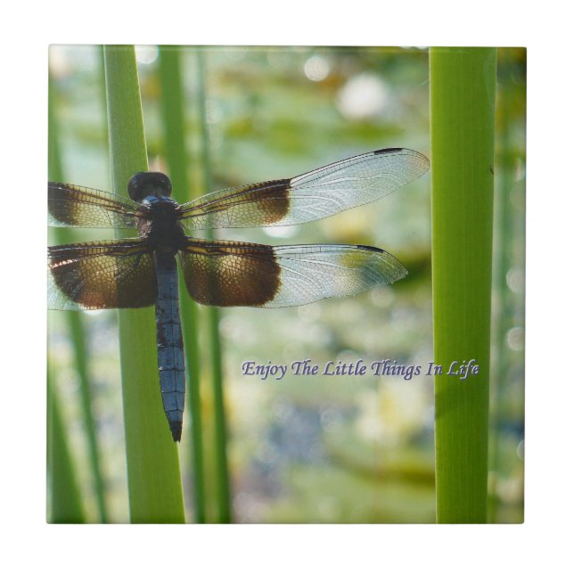 Teja de la libélula (Frente)