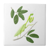 Teja de la mantis religiosa