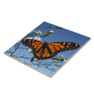 Teja de la mariposa de monarca