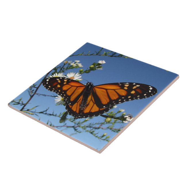 Teja de la mariposa de monarca (Lado)
