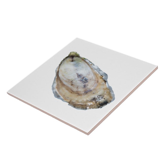 Teja de la ostra - diseñe un blanco (Lado)