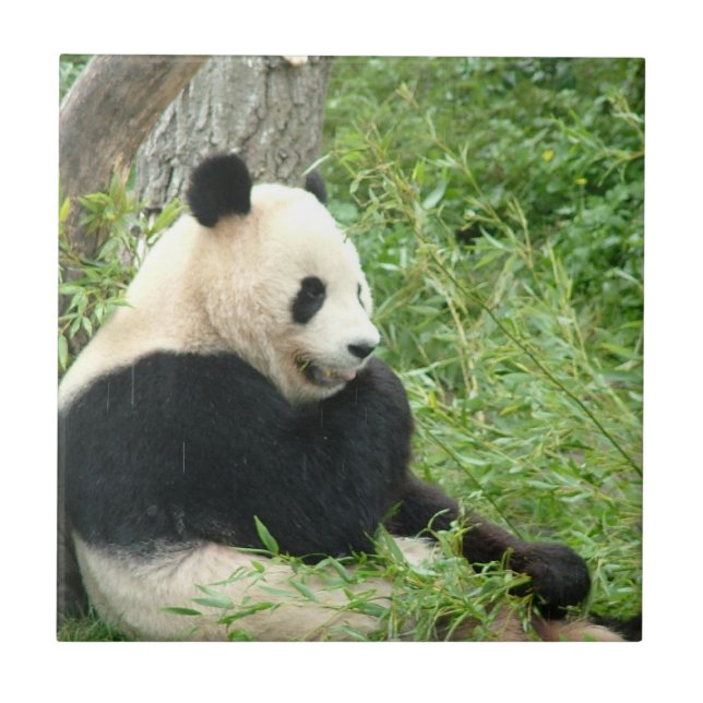 Teja de la panda (Frente)