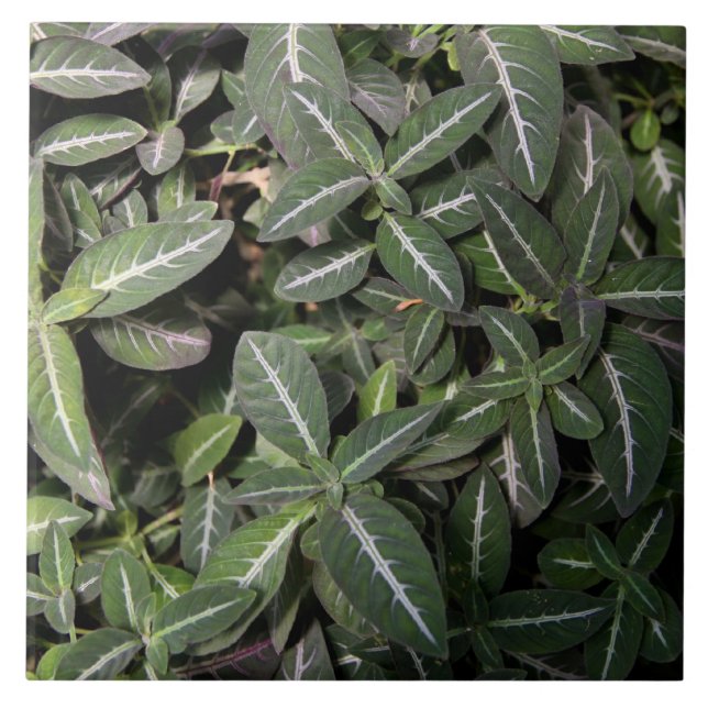 Teja de la planta de terciopelo que se arrastra (Frente)