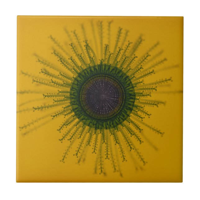 Teja de las medusas (Frente)