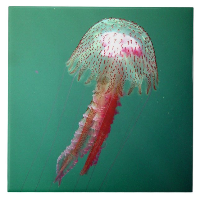 Teja de las medusas de la medusa (Frente)