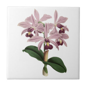 Teja de las orquídeas del vintage