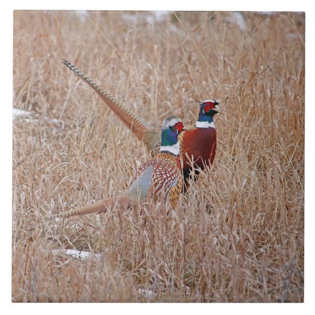 Teja de los faisanes de Ringneck - 6" grande x 6" (Frente)