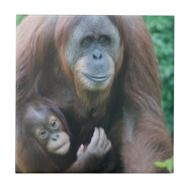 Teja de los orangutanes (Frente)