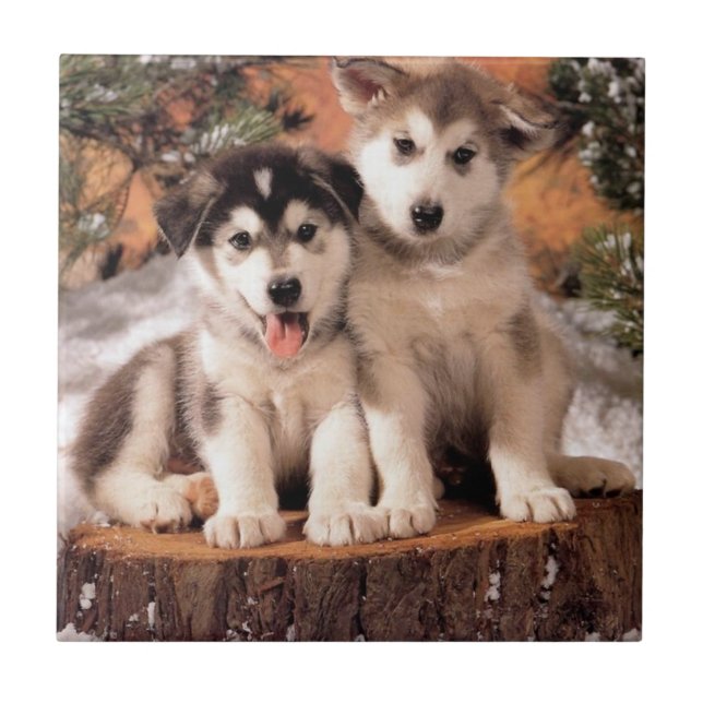 Teja de los perritos del Malamute de Alaska (Frente)