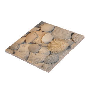 Teja de los Seashells