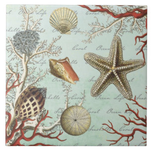 Teja de los Seashells del vintage…