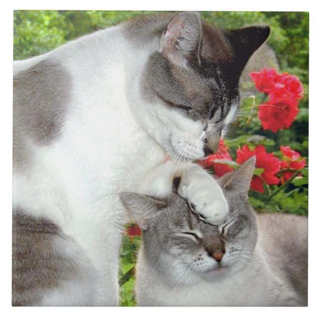 Teja de Luv #3 del gato (Frente)