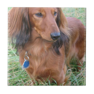 Teja de pelo largo del Dachshund