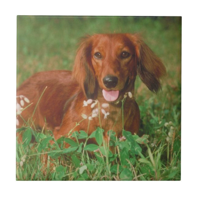 Teja de pelo largo roja del Dachshund (Frente)
