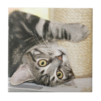 Teja de plata de la cara del gato de tabby