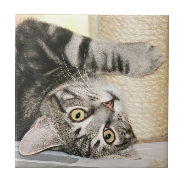 Teja de plata de la cara del gato de tabby (Frente)
