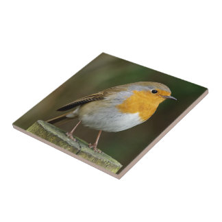 Teja de Redbreast del petirrojo