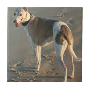 Teja de Whippet