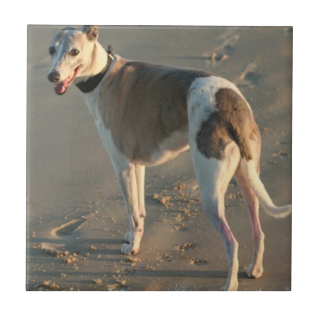 Teja de Whippet (Frente)