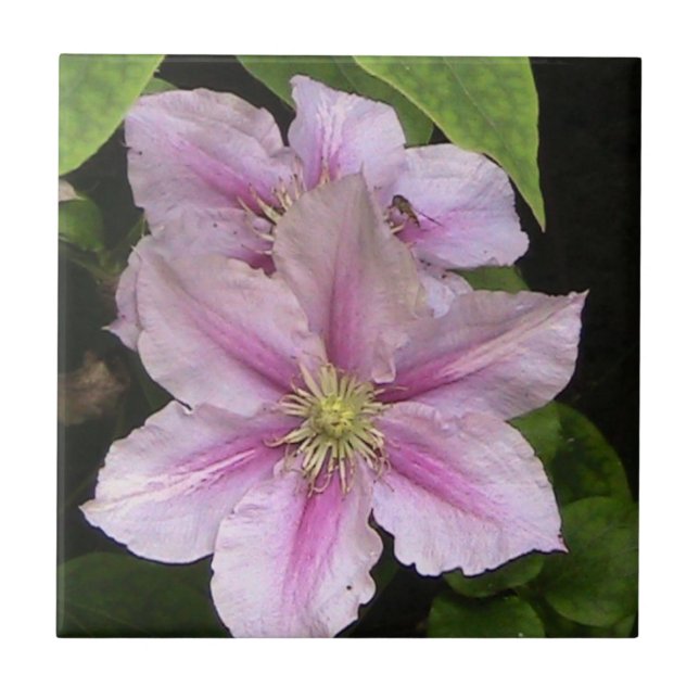 Teja decorativa del lirio rosado (Frente)