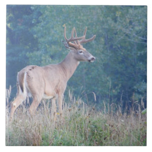 Teja decorativa del venado de cola blanca (perfil)