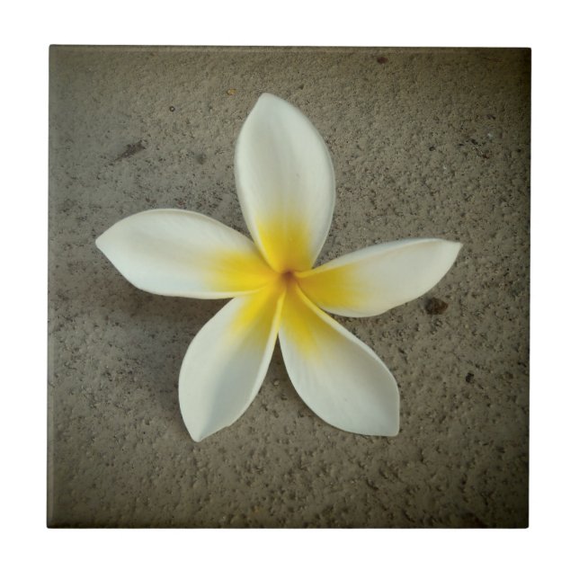 Teja decorativa hawaiana de la flor del Plumeria (Frente)