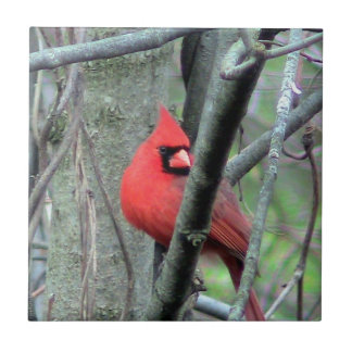 Teja decorativa (masculina) cardinal roja de la