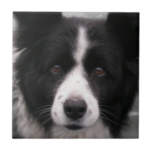 Teja del border collie