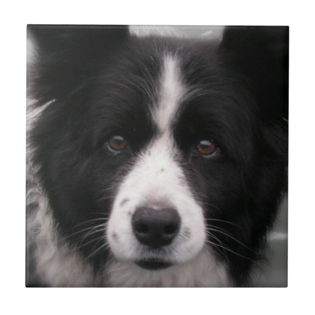 Teja del border collie (Frente)