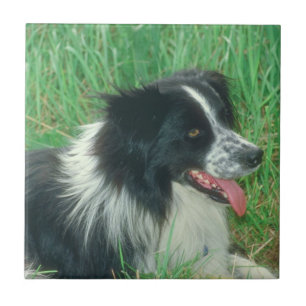 Teja del border collie