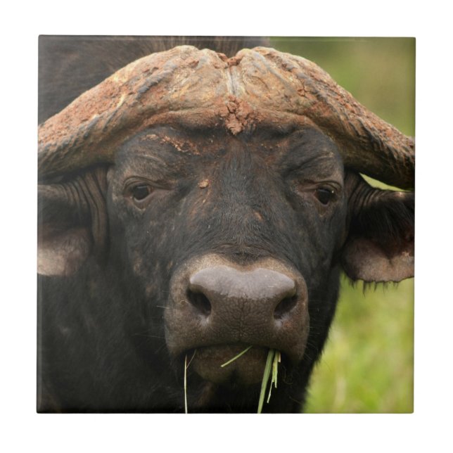 Teja del búfalo de agua (Frente)