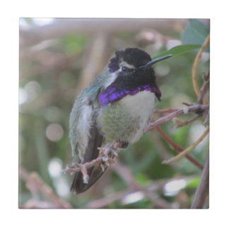 Teja del colibrí de la costa