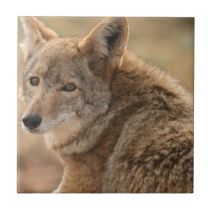 Teja del coyote