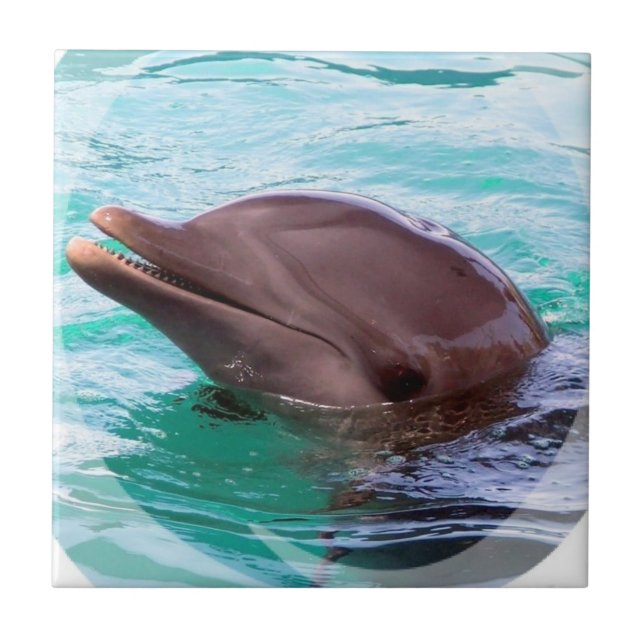 Teja del diseño del delfín (Frente)