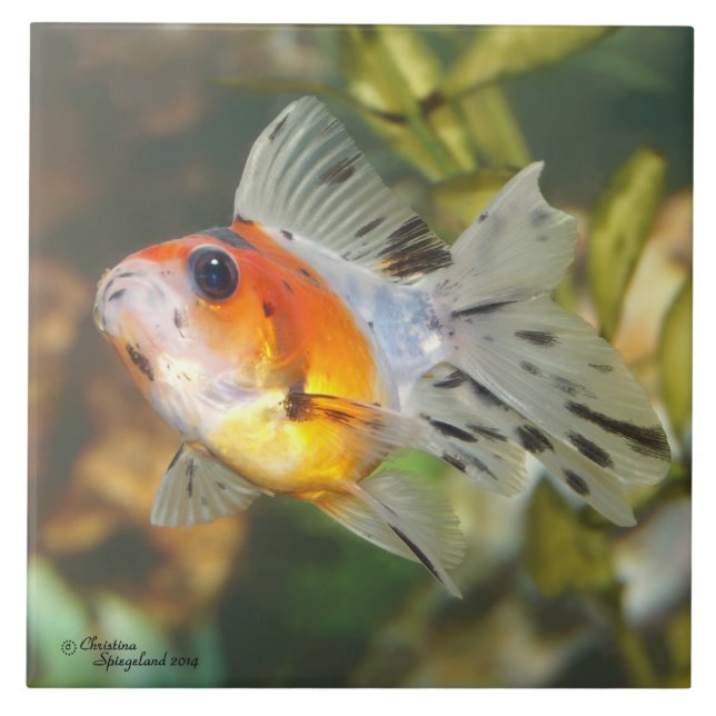 Teja del Goldfish de Ryukin del calicó del bebé (Frente)